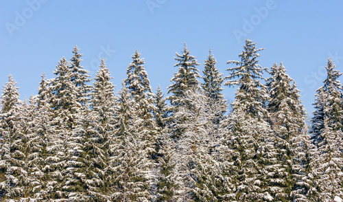 Snow-covered spruce trees in winter frosty sunny day