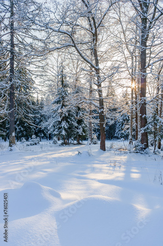 Зимний лес в морозный солнечный день  © Igor Gorshkov