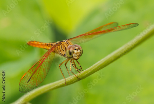 Dragonflies in Nature