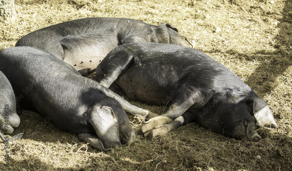 Black pigs resting Black pigs resting
