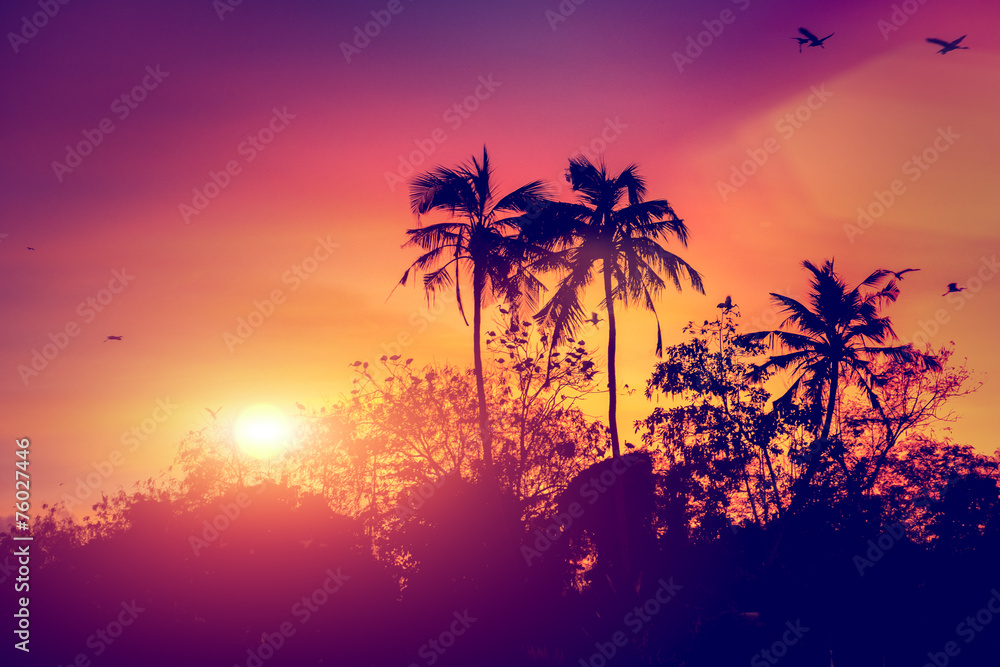 Obraz premium sunset with birds