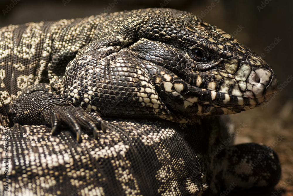 Obraz premium Lizard