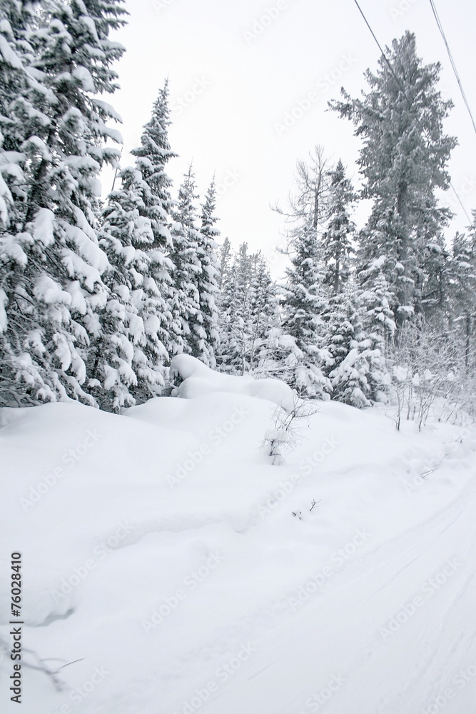 Winter forest Winter forest