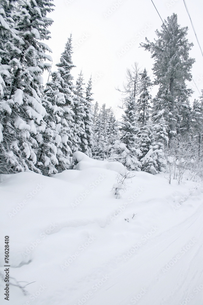 Winter forest