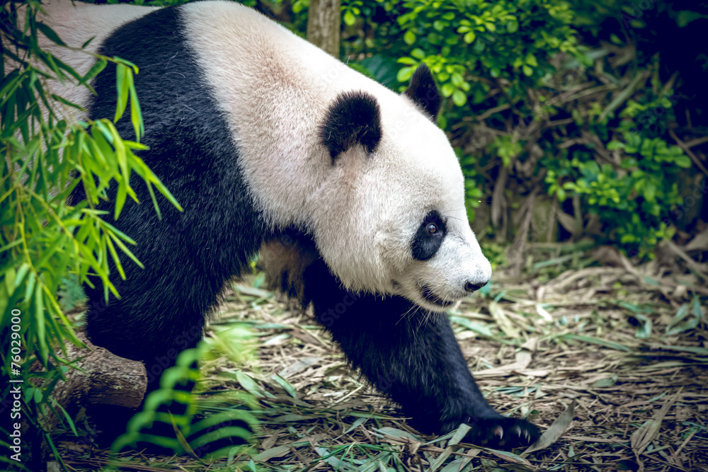 Fototapeta premium Giant panda
