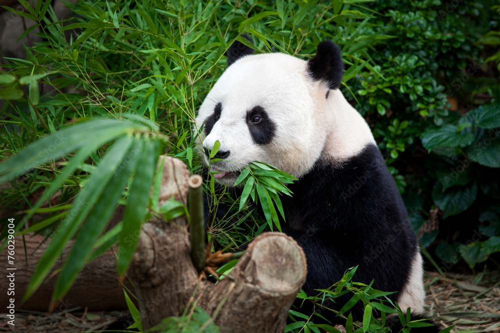 Fototapeta premium Hungry giant panda