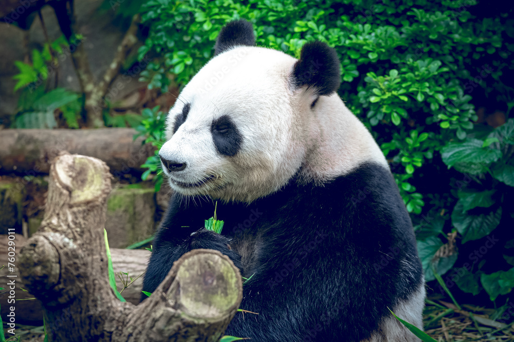 Fototapeta premium Giant panda