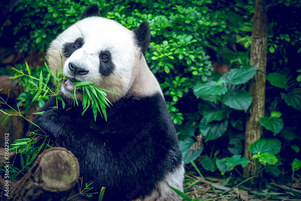 Fototapeta premium Giant panda