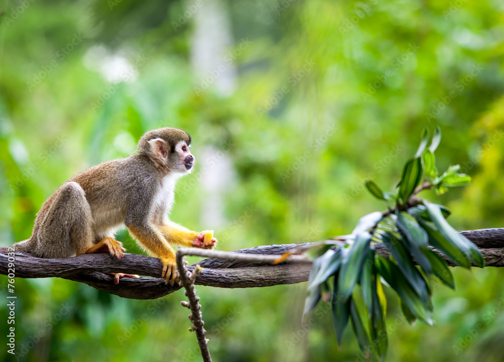 Obraz premium Squirrel monkey