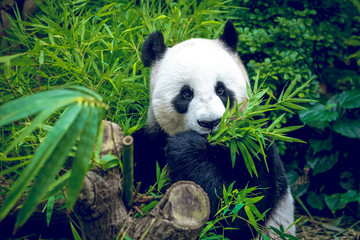 Fotobehang Panda Hongerige reuzenpanda knabbelt aan bamboe  © Goinyk