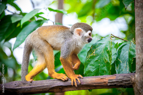 Photography Squirrel monkey