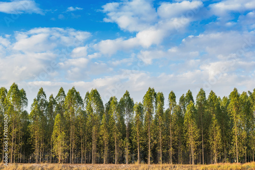 Eucalyptus tree