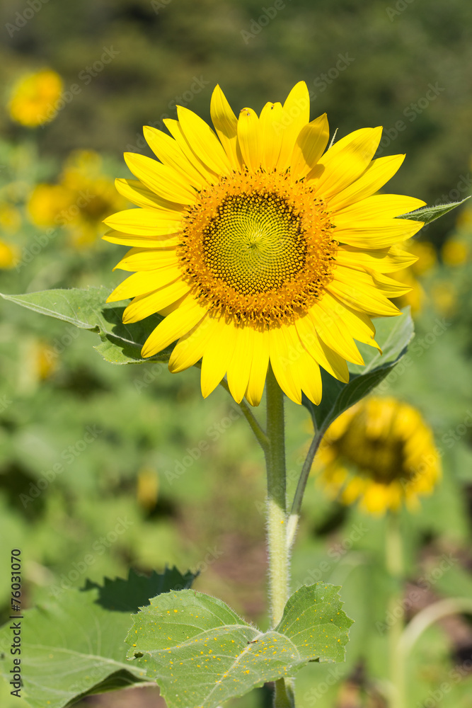 Obraz premium Closeup sun flower