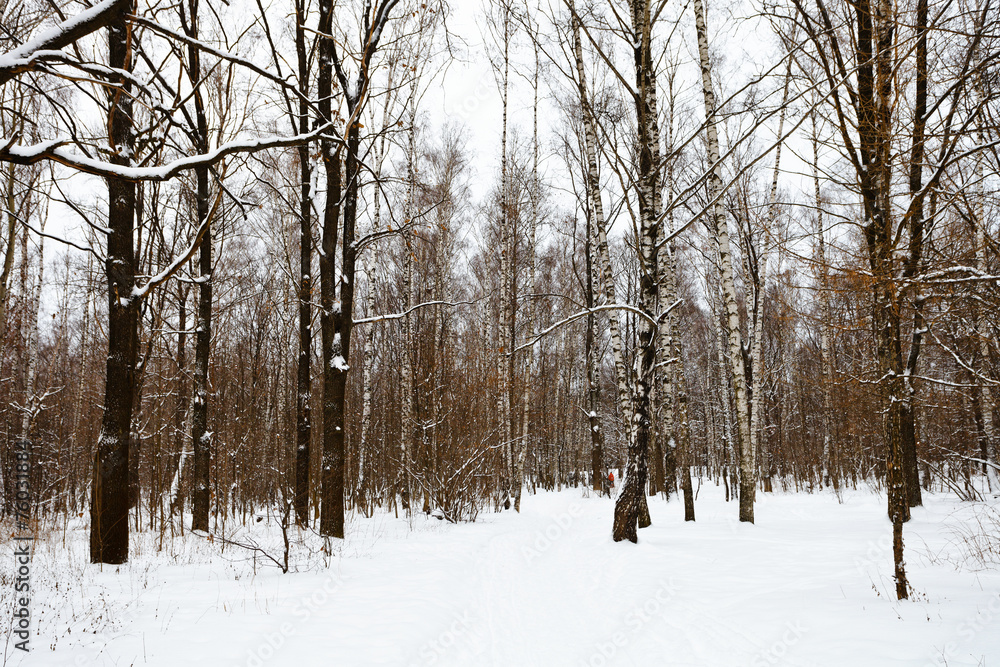 Fototapeta premium Edge of the snow covered forest