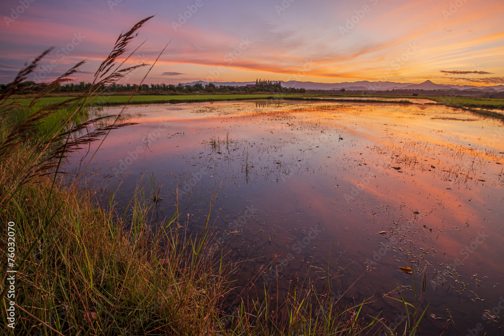 reflections old field rice in twilight time background ,Thailand