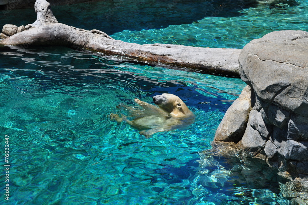Fototapeta premium Polar bear swimming in blue water