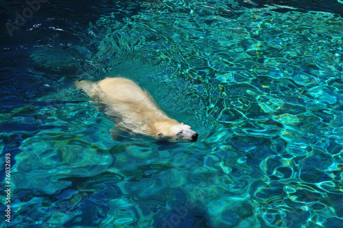 Polar bear swimming in blue water © katerinka_au