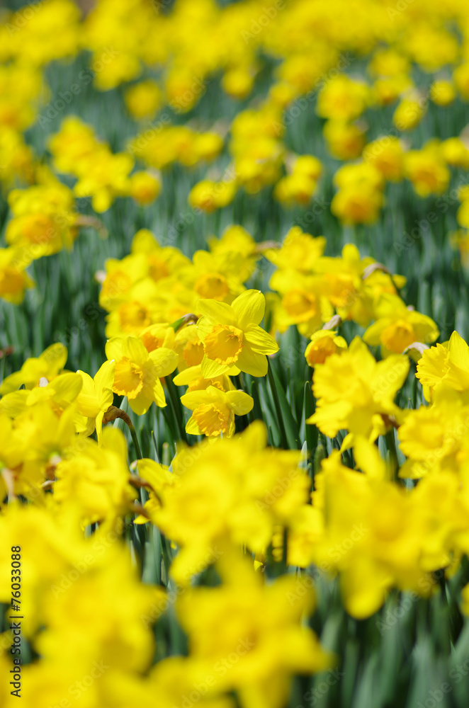 Obraz premium 黄色の水仙の花畑