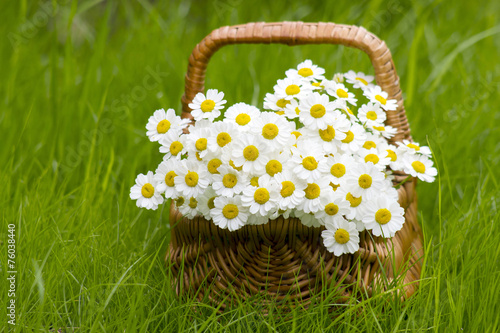 Fototapeta Naklejka Na Ścianę i Meble -  Basket with daisies on grass