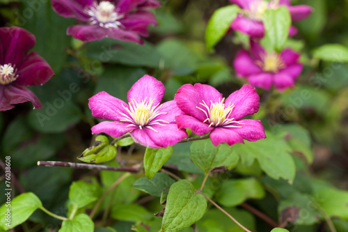 Red purple clematis flowers