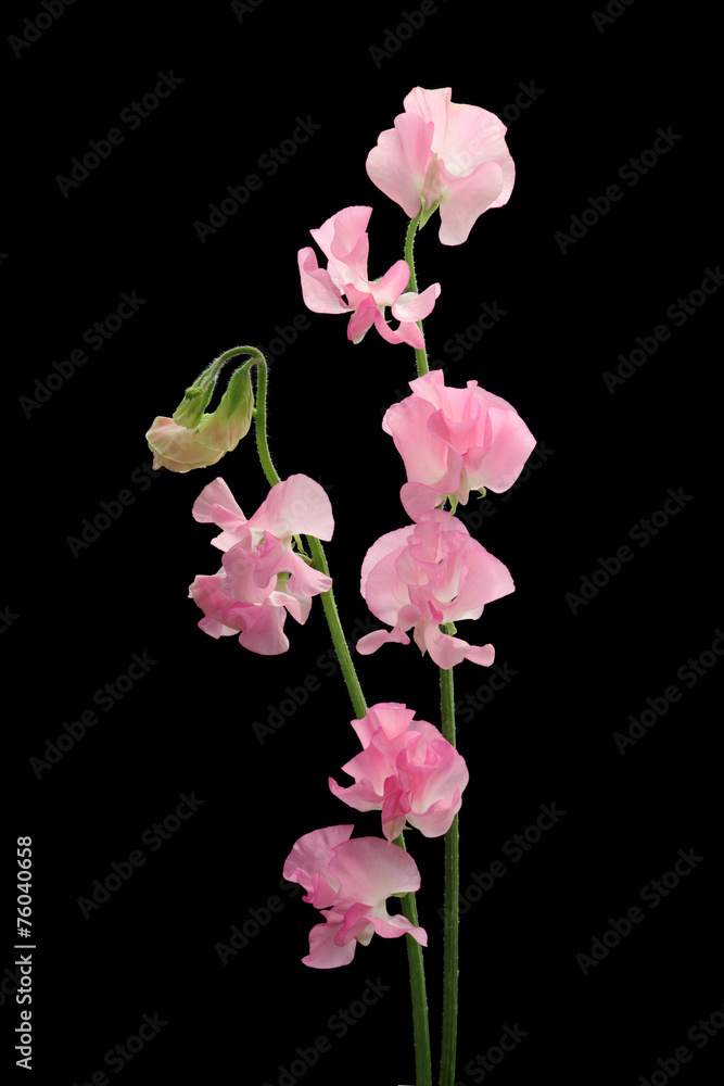 Obraz premium Różowy groszek na białym tle na czarnym tle