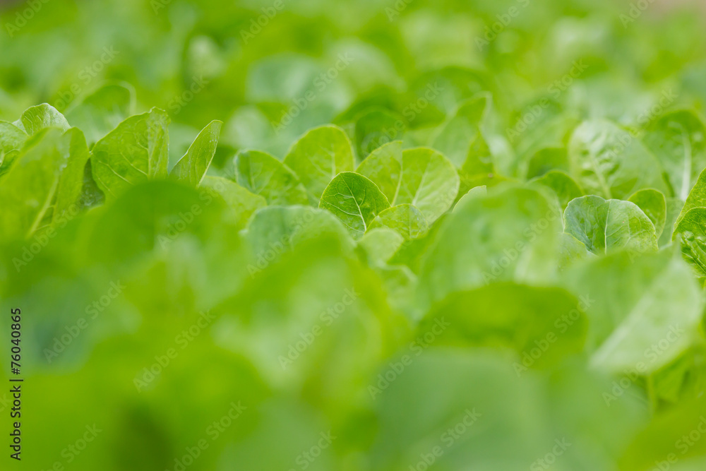 green lettuce plants grow in vegetable garden green lettuce plants grow in vegetable garden
