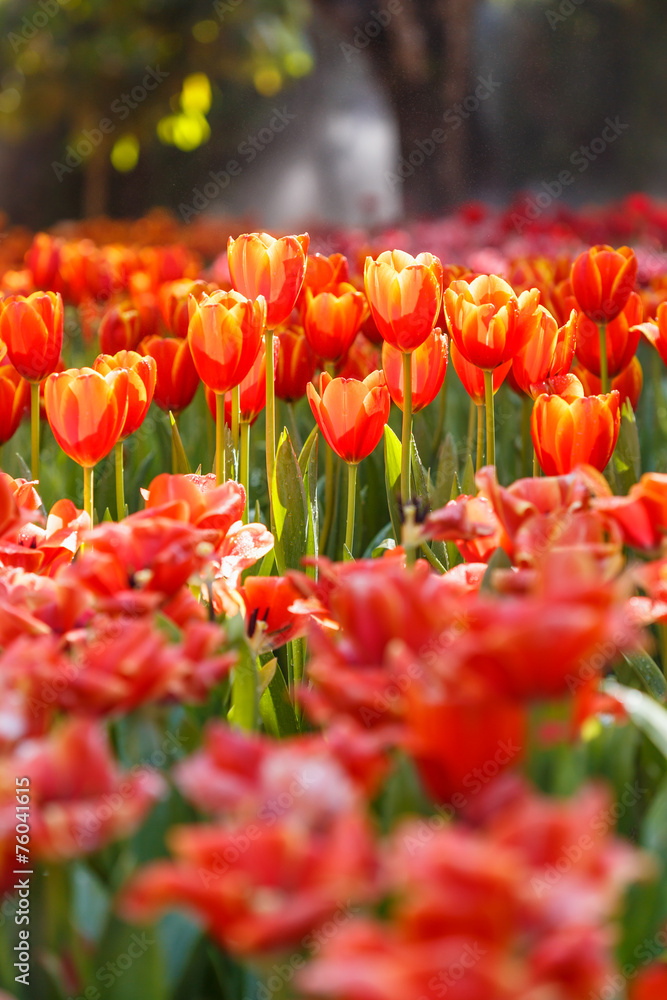 Colorful tulips in the park in Chiang Rai, Thailand Colorful tulips in the park in Chiang Rai, Thailand