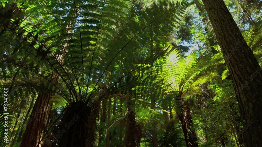 Redwoods in Rotorua New Zealand Redwoods in Rotorua New Zealand