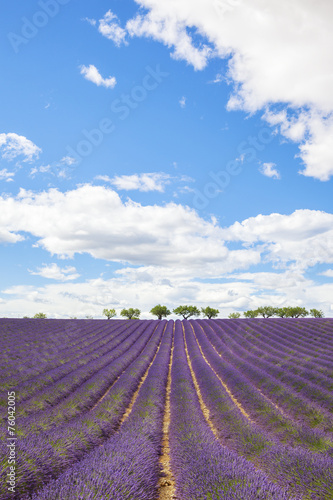 Lavender field with trees in Provence
