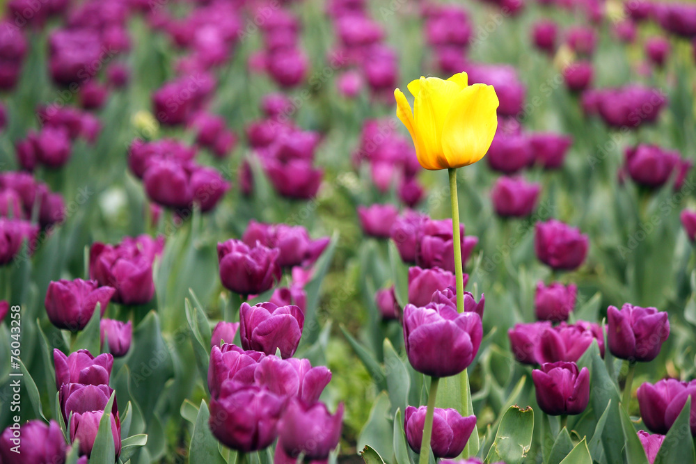 garden with purple and one yellow tulip flower