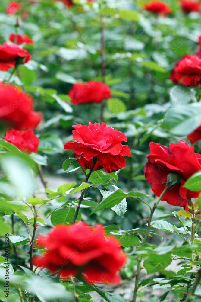 garden with red roses flower - obrazy, fototapety, plakaty 