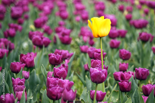 garden with purple and one yellow tulip flower