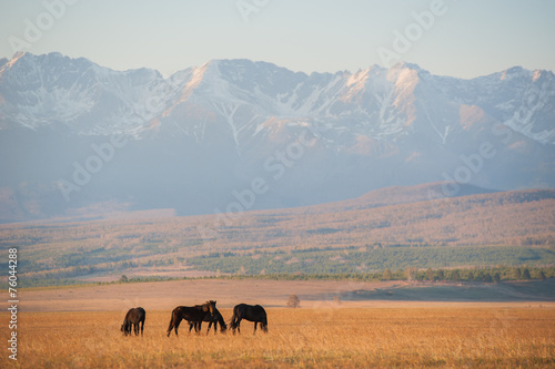 Wallpaper Mural Beautiful bay horse herd grazes in the mountains at sunset Torontodigital.ca