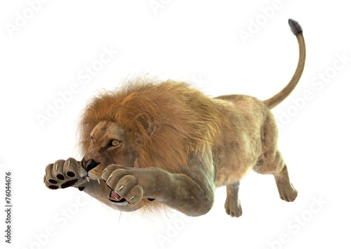 Fototapeta Naklejka Na Ścianę i Meble -  Jumping Lion