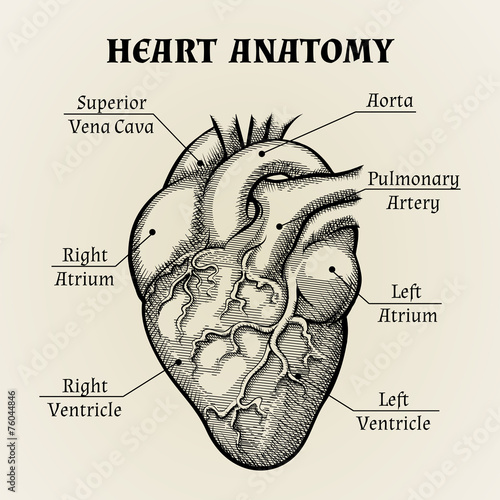 Black and White Heart Anatomy Graphic