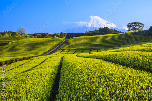 Japanese green tea plantation and Mt. Fuji