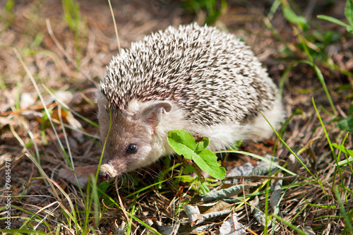 Hedgehog in their natural habitat
