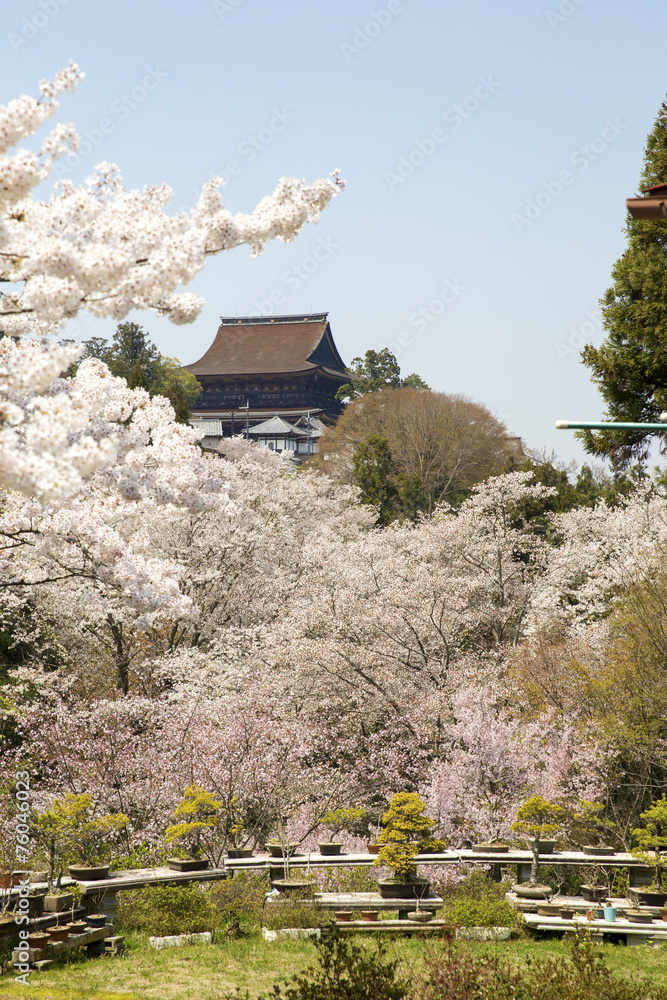 Yoshinoyama, Japan. Cherry blossom season during the spring. Yoshinoyama, Japan. Cherry blossom season during the spring.