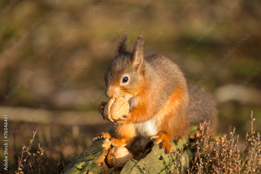 Red Squirrel gathering food Red Squirrel gathering food