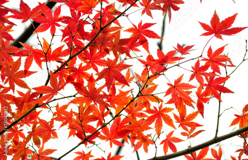 Fototapeta Autumn leaves