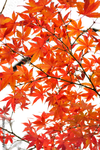 Plakat Autumn leaves