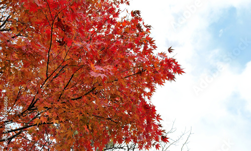 Fototapeta Autumn leaves