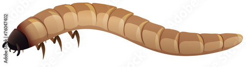 Earthworm