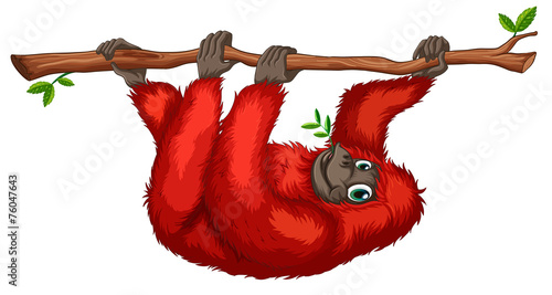 Orangutan