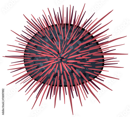 Seaurchin