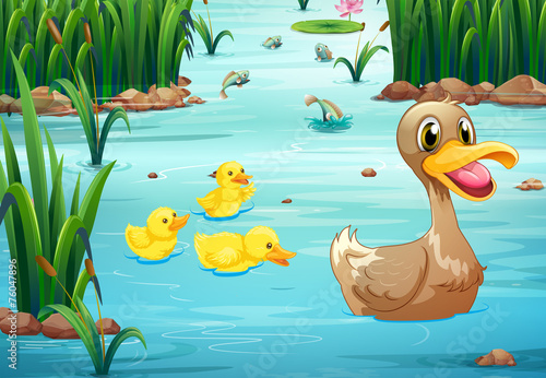 Ducks and pond