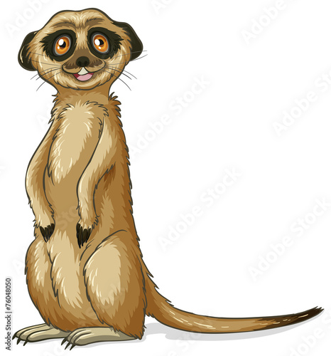 Meerkat