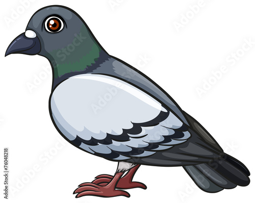 A pigeon