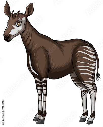 Okapi
