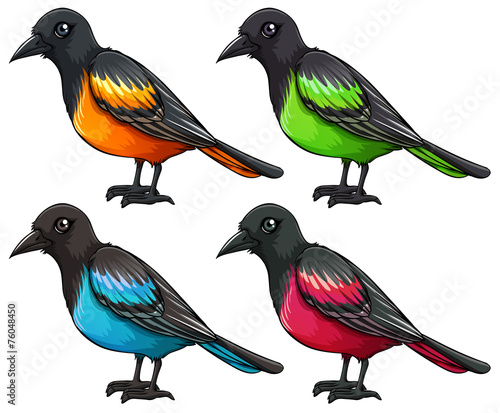 Bird